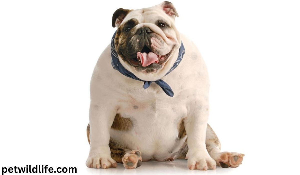 Bulldog panting heavily while sitting – should I wake my dog?