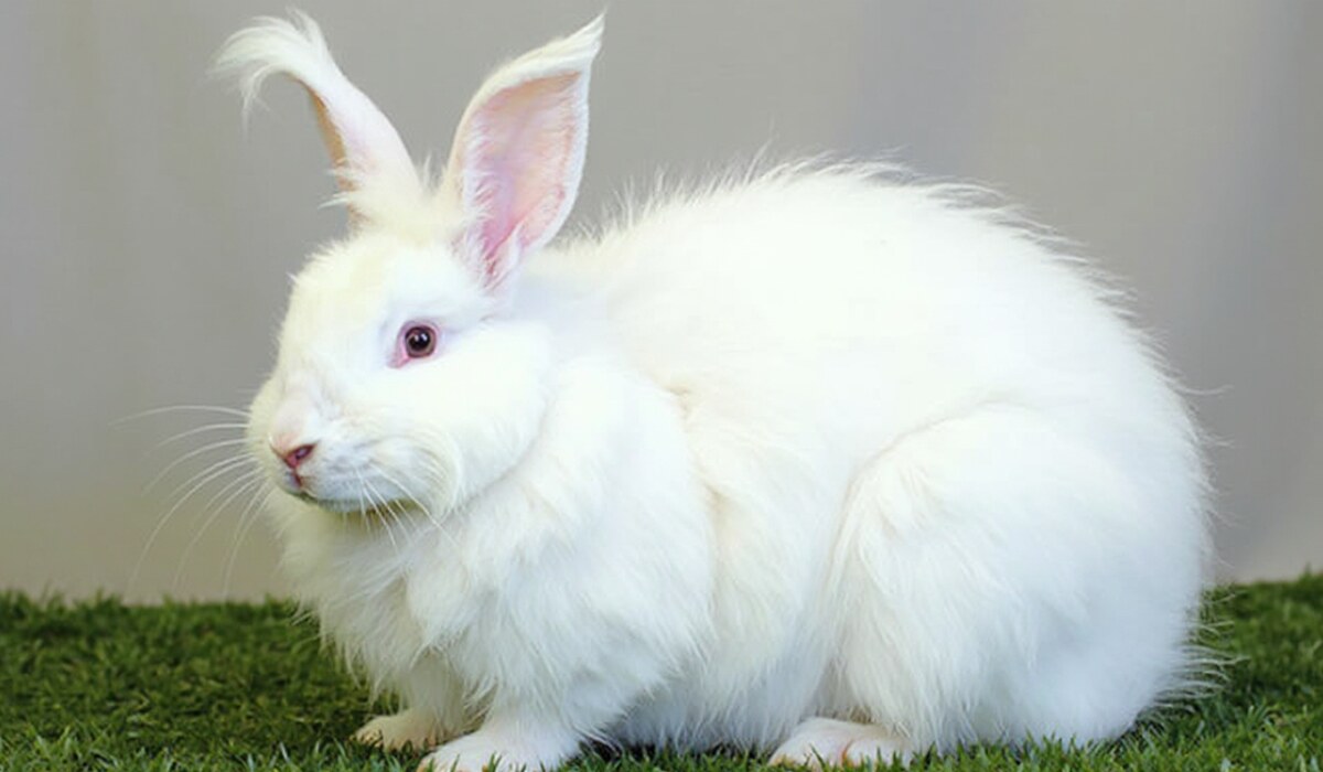 Giant Angora Rabbit