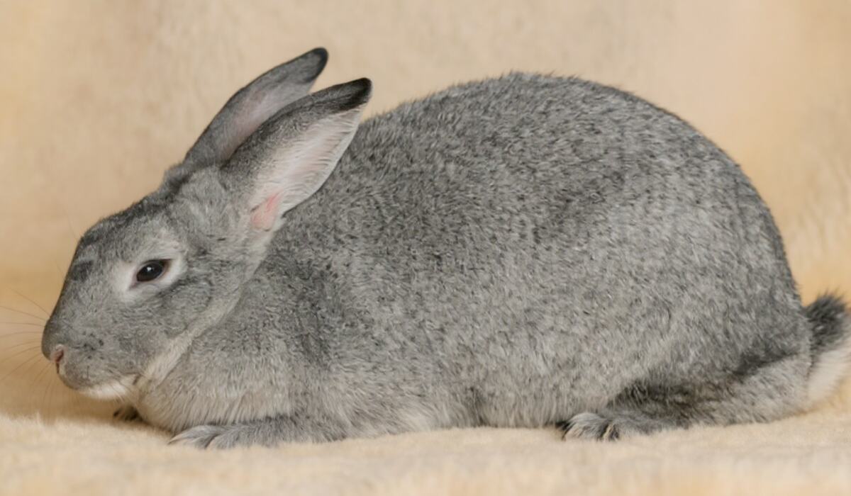 Giant Chinchilla Rabbit